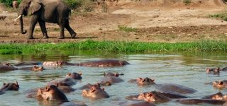 5 Days Uganda Wildlife & Gorilla Trekking Safari