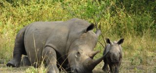 7 Days Murchison Falls & Kidepo Wildlife Safari
