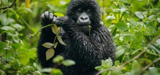 Discounted Gorilla Permits in Virunga