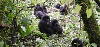 Gorilla Groups in Virunga National Park
