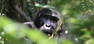 Guidelines of Gorilla trekking in Uganda