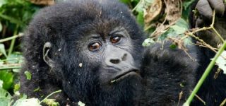 Safety of gorilla trekking in Uganda