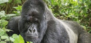 2 Days Gorilla Trekking Safari in Uganda