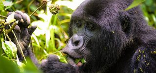 2 days gorilla Uganda from Kigali safari