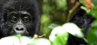3 Days Mgahinga Gorilla Trekking Safari