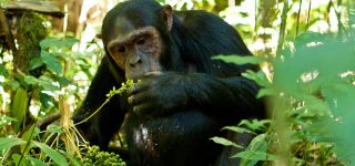 4 Days Uganda Chimpanzee & Wildlife Safari (Kibale & Queen Elizabeth National Parks)