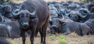 6 Days Bwindi, Queen Elizabeth, and Lake Mburo Wildlife Safari