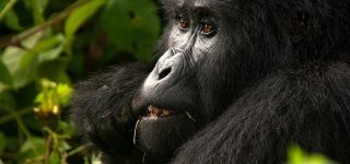 6 days Bwindi, Queen Elizabeth, and Lake Mburo Wildlife tour