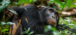 3 Days Chimpanzee Trekking Tour in Uganda