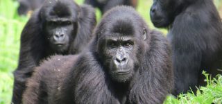 What is the difference between Mountain Gorillas and Lowland Gorillas?