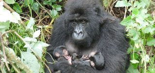 Newborn baby gorilla in Virunga National Park