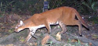 African Golden Cat sighted in Virunga National Park Congo