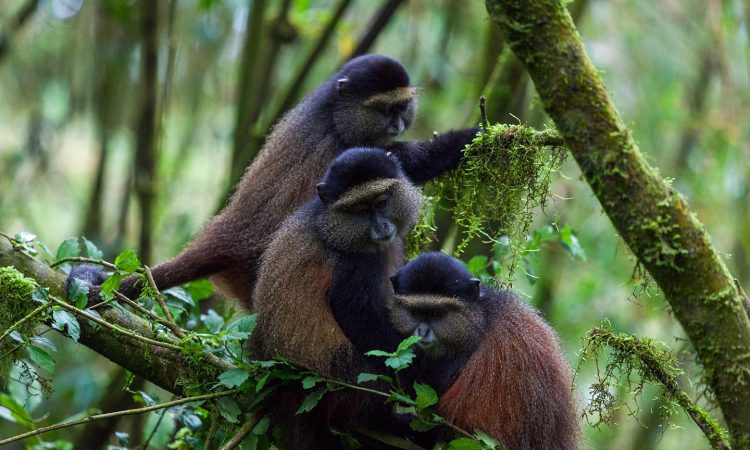 4 Days Rwanda Double Gorilla Trek and Golden Monkey Tour