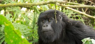 Gorilla Trekking Permits in Rwanda 2021