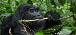 Lowland Gorilla Trekking Vs Mountain Gorilla Trekking