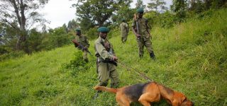 Impact of Congo War on Virunga National Park