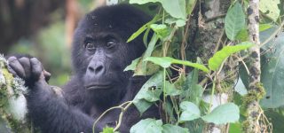 Virunga National Park Reopens for Tourism