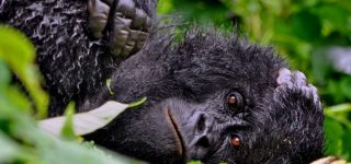 Congo gorilla trekking