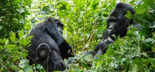 Rwanda Travel Guide During COVID-19
