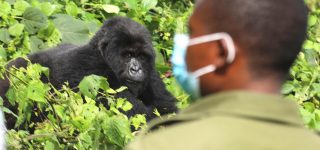 Gorilla Trekking in Uganda During COVID-19