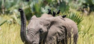 Uganda National Parks to look out for