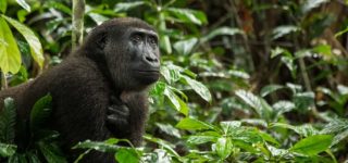 When to visit Kahuzi Biega National Park