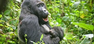 Activities in Kahuzi Biega National Park