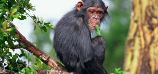 Chimpanzee trekking in Rwanda