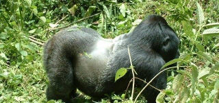 Press release from Kahuzi Biega national park on Mugaruka death