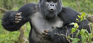 Are gorillas dangerous to human beings