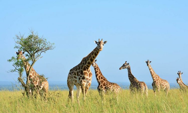 7 Days Uganda Family Safari