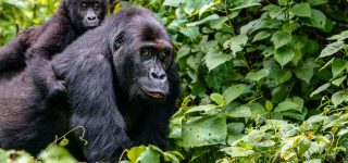 Is Virunga National Park Worth Visiting?