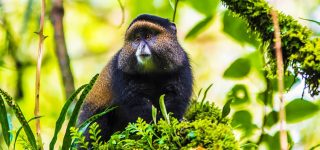 Things to do in Mgahinga Gorilla National Park