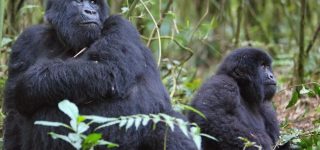 Checklist for mountain gorilla trekking