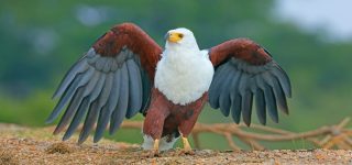 Birdlife in Virunga National Park