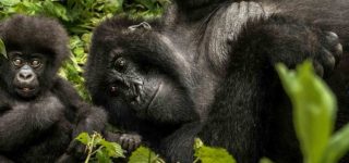 Double Gorilla Trekking in Mgahinga and Bwindi