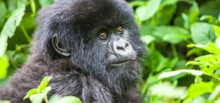 Volcanoes National Park or Bwindi Impenetrable National Park?