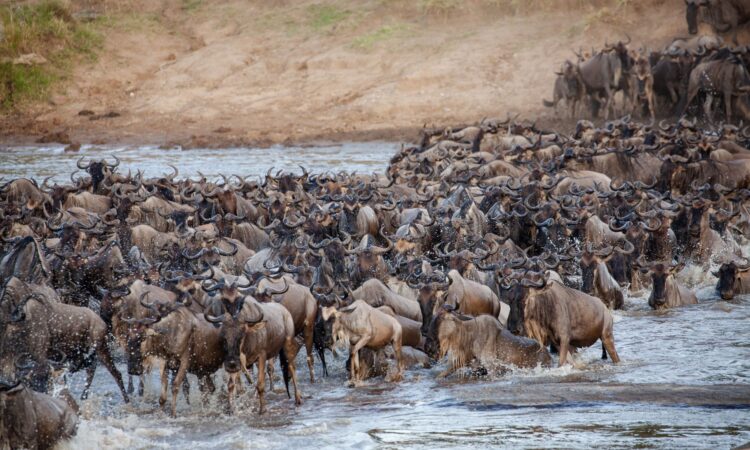 Serengeti national Park