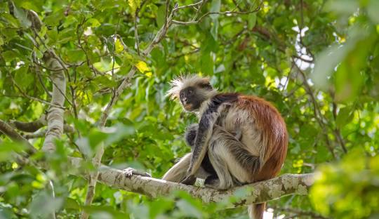 4 Days Zanzibar Escape Holiday Tour