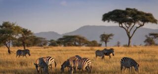 Serengeti national Park