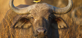 7 Days Kenya Tanzania Big Five Safari