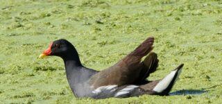 Lake Mburo National Park Bird Checklist