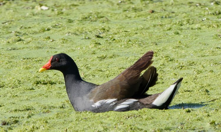 Lake Mburo National Park Bird Checklist