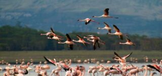 12 Days Kenya and Tanzania Budget Safari