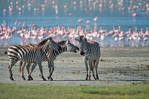 12 Days Kenya and Tanzania Budget Safari