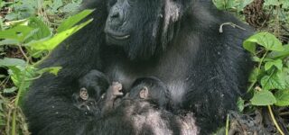 Rare Mountain Gorilla Twins Born in Virunga National Park