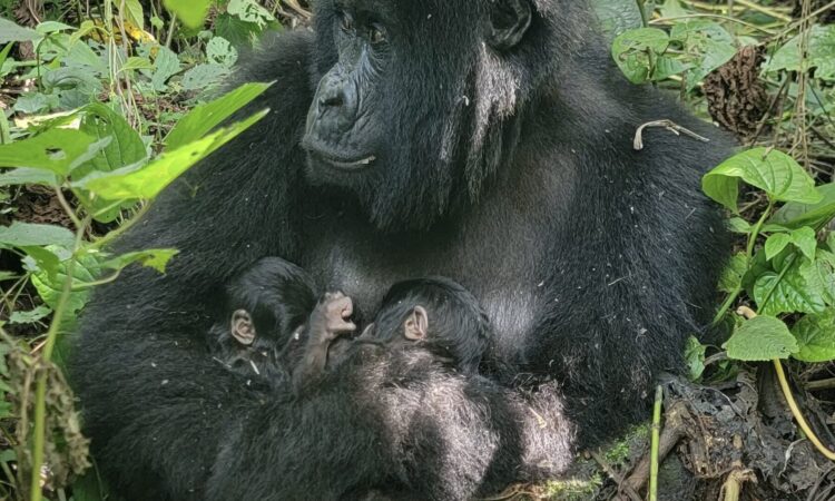 Rare Mountain Gorilla Twins Born in Virunga National Park