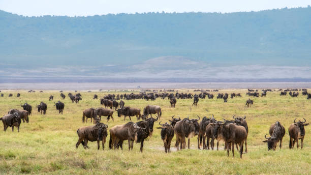 6 days Tanzania Wildlife Safari with Hot Air Balloon