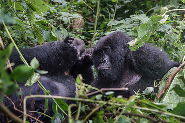 Rare Mountain Gorilla Twins Born in Virunga National Park