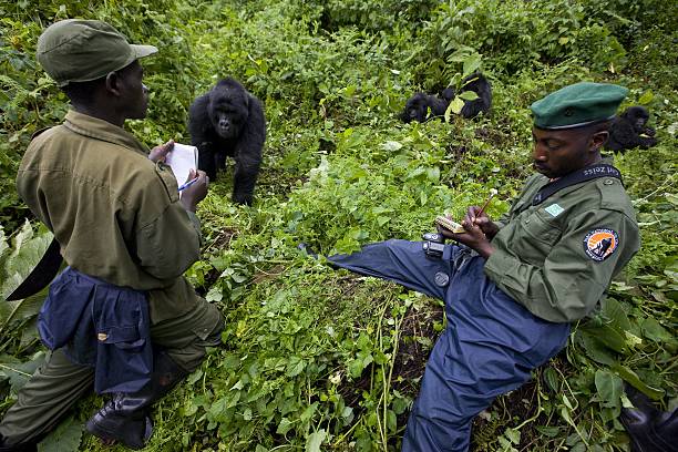 Explore The Virunga Massif in East Africa